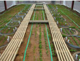 Soiltron-Rhizo根系生態(tài)觀測蒸滲儀