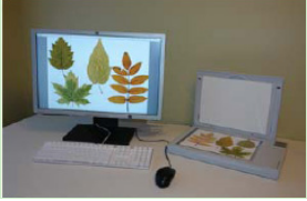 WinFOLIA 多用途葉面積儀